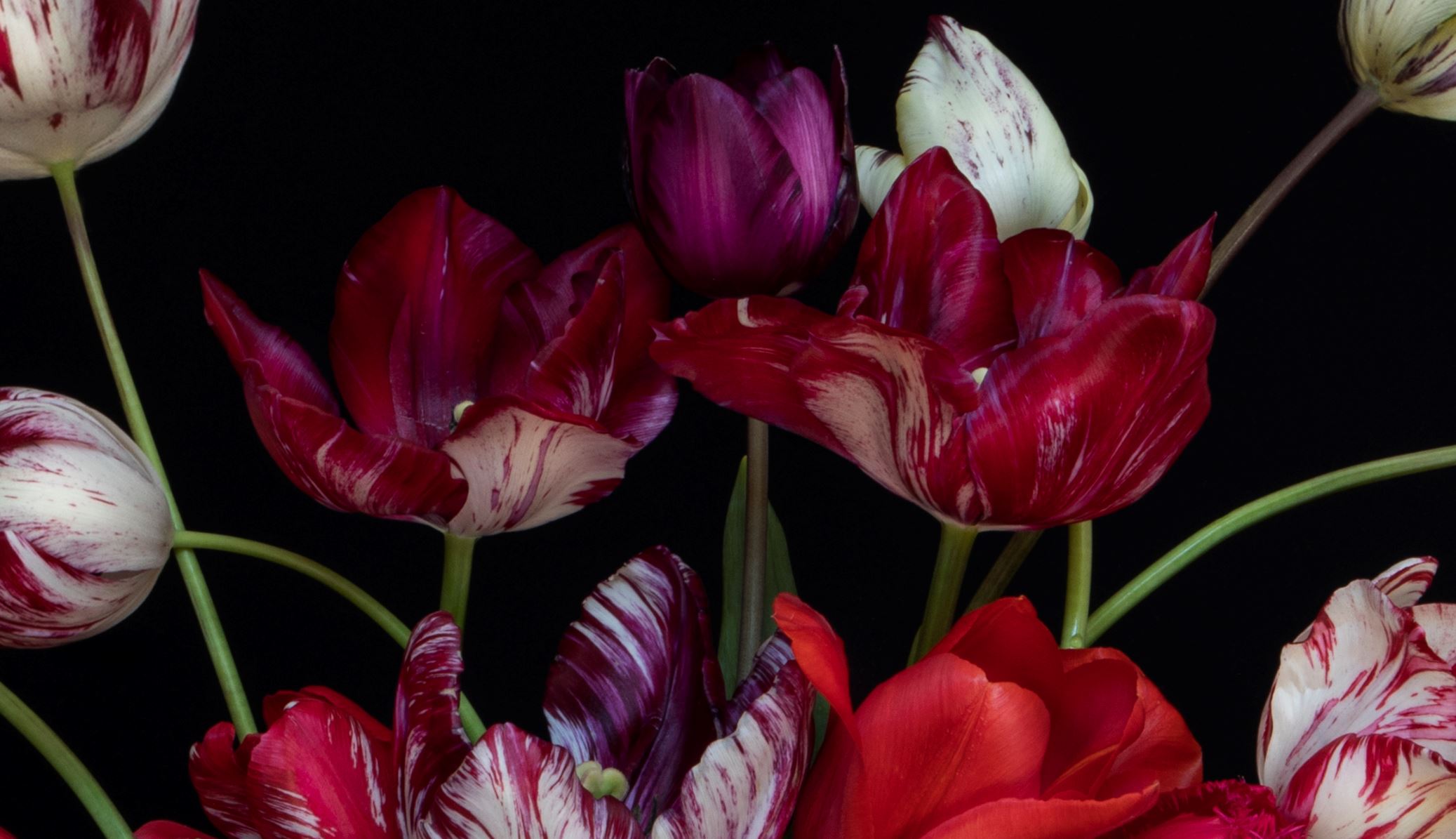 Kunst: Tulip Explosion van kunstenaar Iris Gonzalez