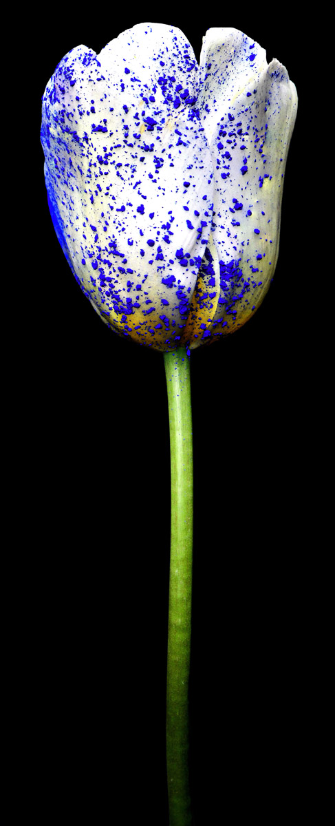 Kunst: Dutch Tulip van kunstenaar Anouk van Tetering