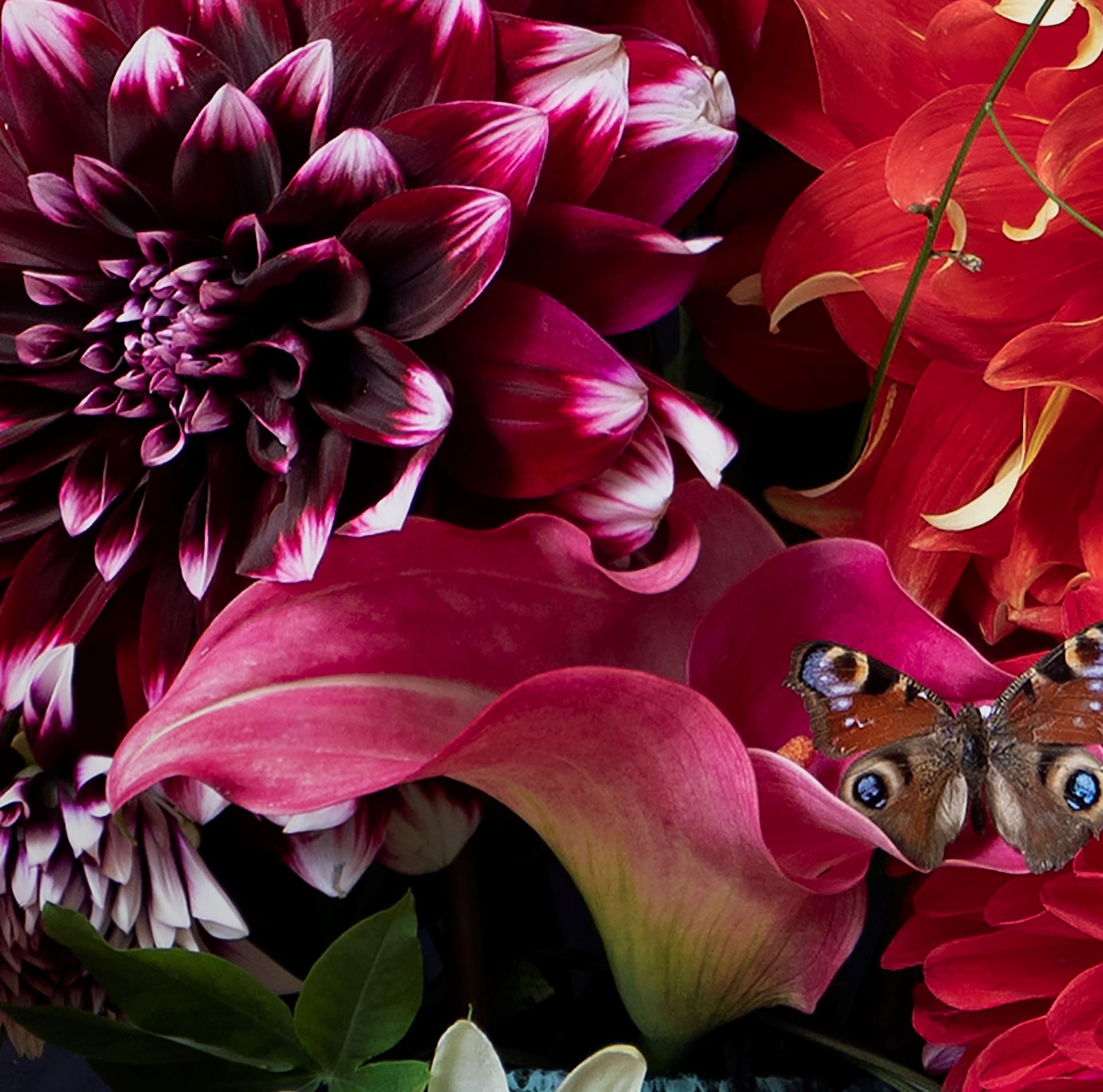 Kunst: Flowers #19 “Darling Dahlia” van kunstenaar Iris Gonzalez