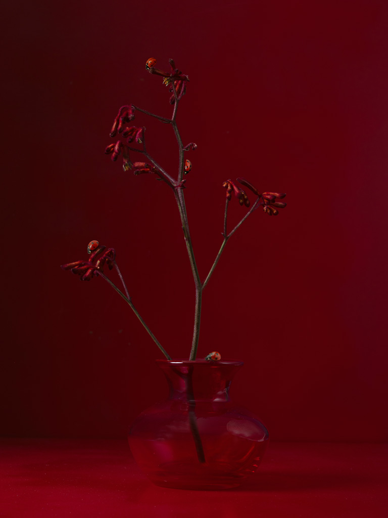 Kunst: Scarlet Harmony – the Ladybug serenade van kunstenaar Kaat Stieber