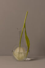 Kunst: Tulip van kunstenaar Kaat Stieber