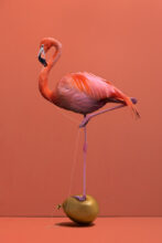 Kunst: Flamingo van kunstenaar Kaat Stieber