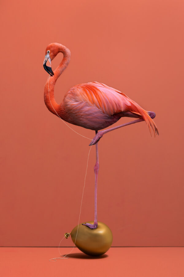 Kunst: Flamingo van kunstenaar Kaat Stieber