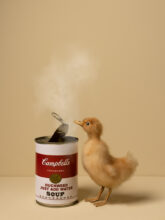 Kunst: Duckweed van kunstenaar Kaat Stieber