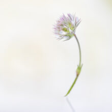 Kunst: Tender van kunstenaar Ina Vrinssen