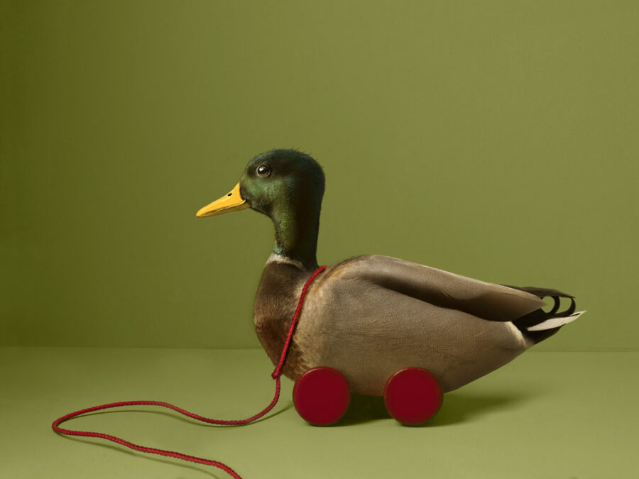 Kunst: Lucky Duck van kunstenaar Kaat Stieber