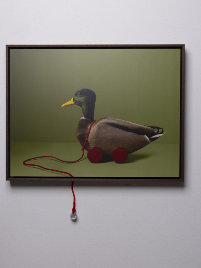 Kunst: Lucky Duck van kunstenaar Kaat Stieber