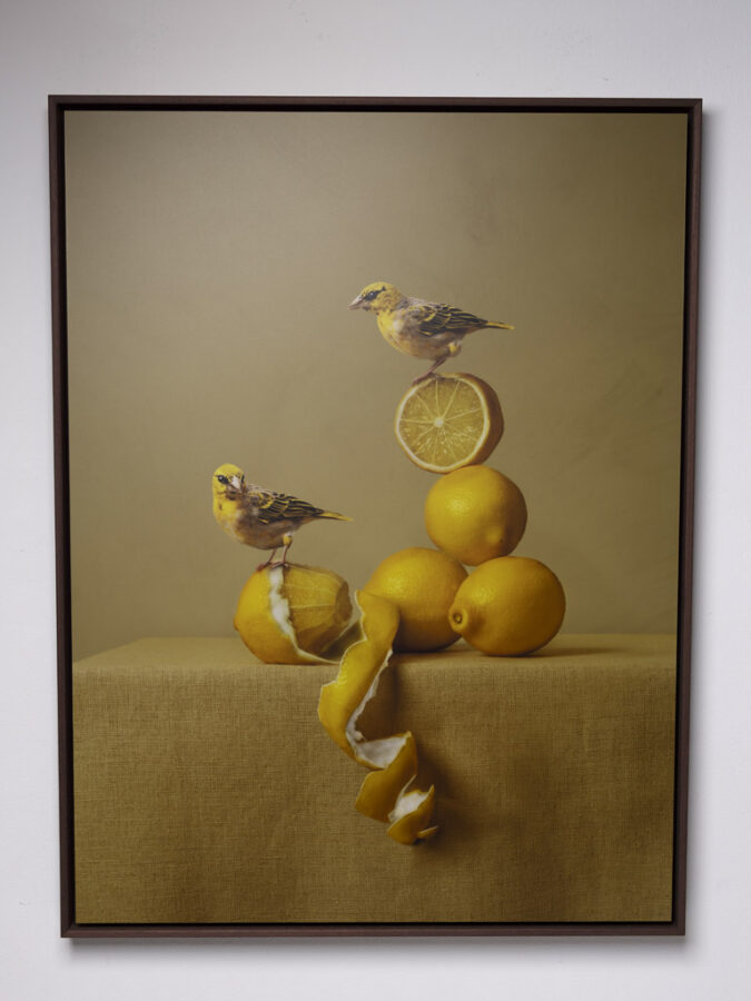 Kunst: Lemons van kunstenaar Kaat Stieber
