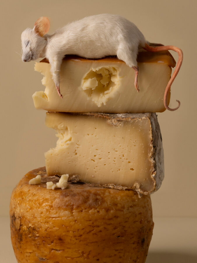 Kunst: Cheesy van kunstenaar Kaat Stieber