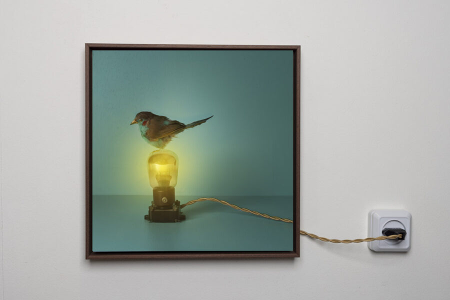 Kunst: Brilliance van kunstenaar Kaat Stieber