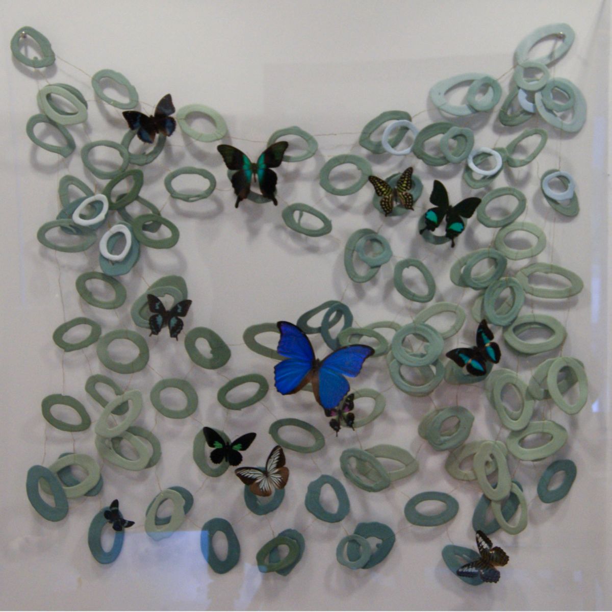 Kunst: Vlinders met porcelein in plexiglas van kunstenaar Mo Cornelisse