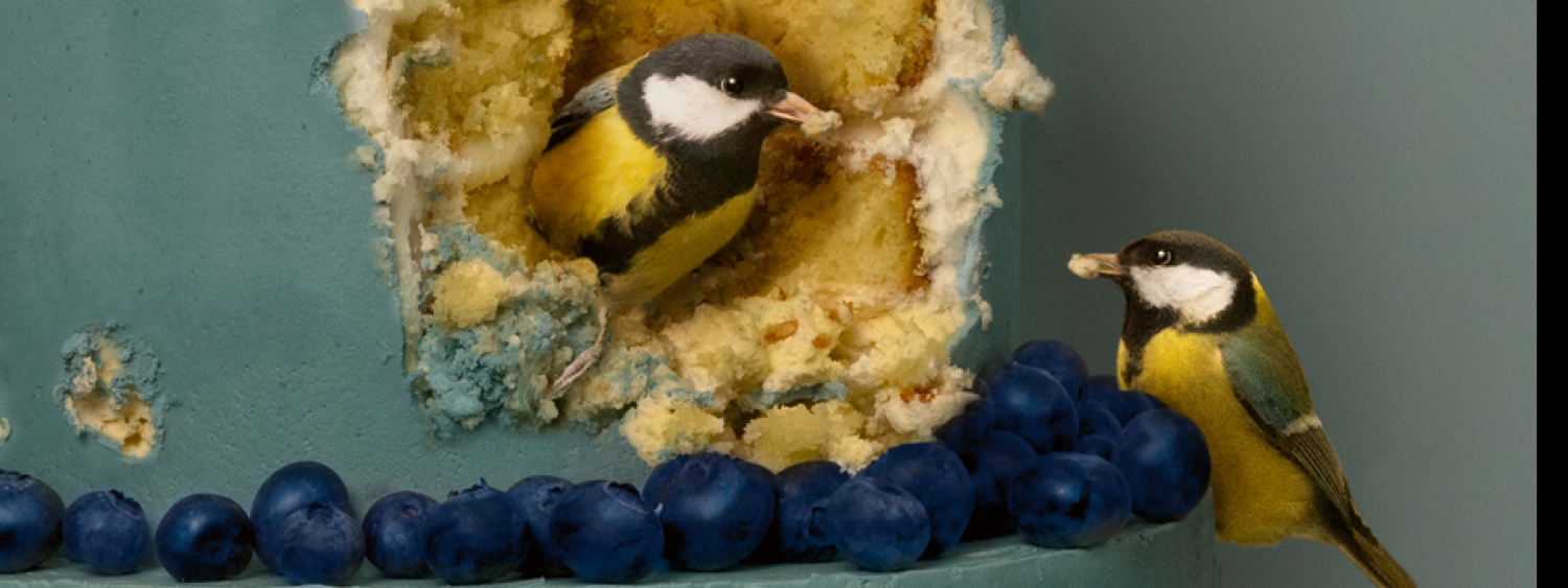 kunstenaar Kaat Stieber